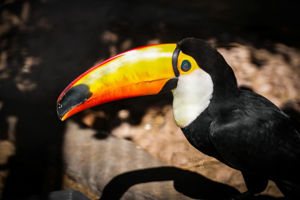 cartão de crédito amazon