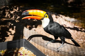 Cartão de Crédito Amazon Exclusivo com Benefícios Irresistíveis