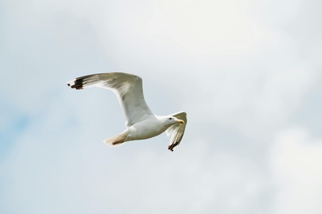 cartão de crédito blue bird