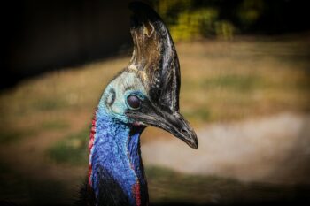 Cartão de Crédito Blue Bird: Exclusivo e Super Benefícios