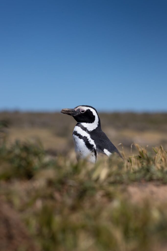 cartão de crédito é uma modalidade