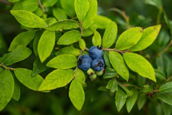 Cartão de Crédito e Débito Nubank: Exclusivo e Fácil de Usar
