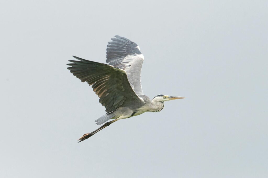 cartão de crédito free