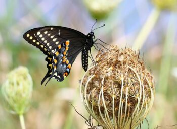 Cartão de Crédito Frente e Verso: Guia Completo e Exclusivo