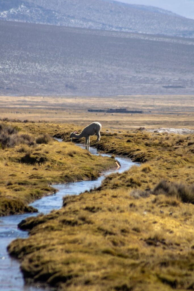 cartão de crédito riachuelo