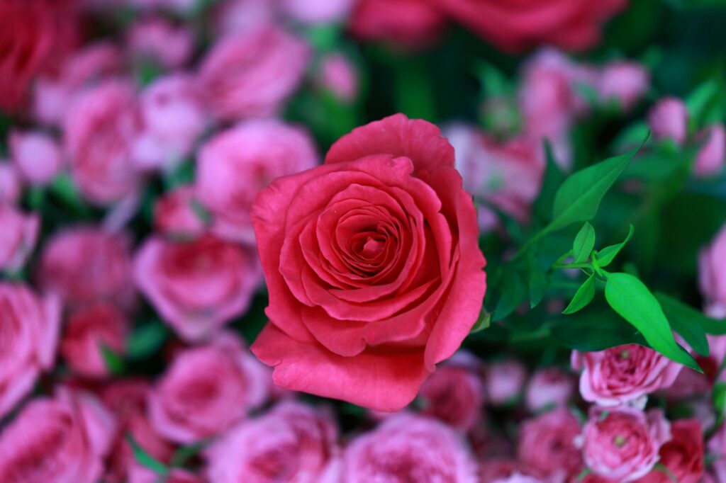 cartão de crédito rosa