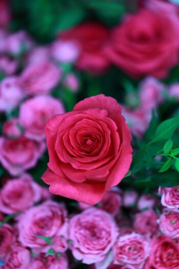 Cartão de Crédito Rosa Exclusivo: Melhores Benefícios Imperdíveis